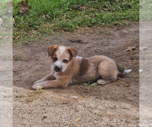 Australian Cattle Dog Puppy for sale in MARLBORO, CT, USA