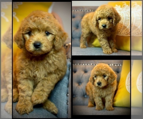 Medium Photo #2 Goldendoodle (Miniature) Puppy For Sale in SAINT JAMES, MO, USA