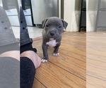 Small #4 American Bully