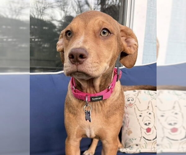 Medium Photo #3 Mutt Puppy For Sale in Oak Bluffs, MA, USA