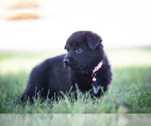 Medium Photo #4 German Shepherd Dog Puppy For Sale in DECATUR, IN, USA