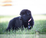 Small #3 German Shepherd Dog