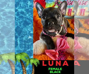 French Bulldog Puppy for sale in HEATHROW, FL, USA