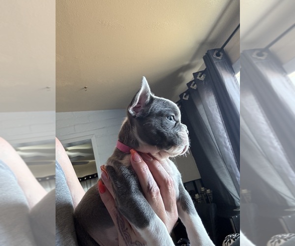 Medium Photo #10 French Bulldog Puppy For Sale in TUCSON, AZ, USA