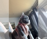 Small Photo #10 French Bulldog Puppy For Sale in TUCSON, AZ, USA