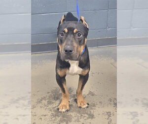 Mutt Dogs for adoption in Tallahassee, FL, USA