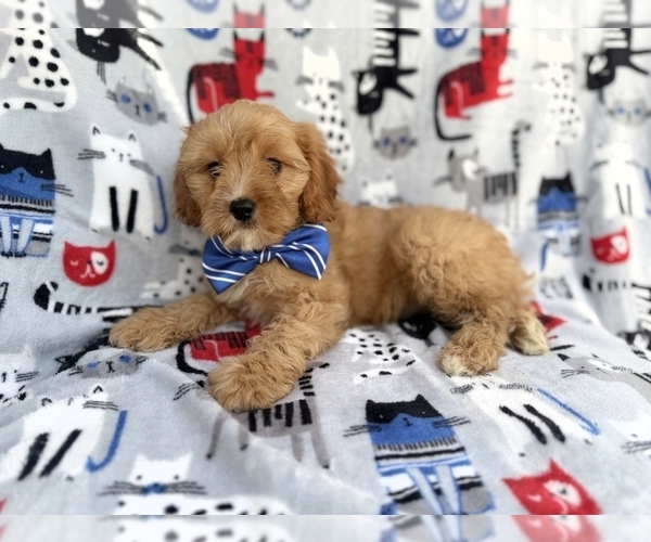 Medium Photo #2 Cavapoo (Miniature) Puppy For Sale in LAKELAND, FL, USA