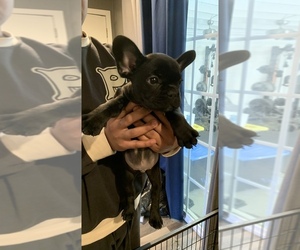 French Bulldog Puppy for sale in LA HABRA, CA, USA