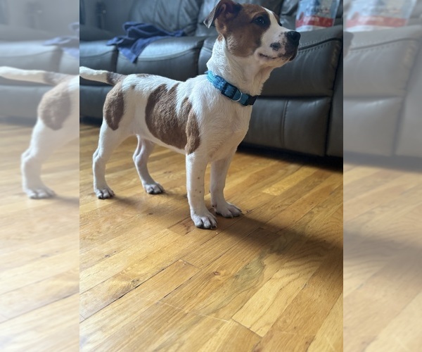 Medium Photo #2 America Bandogge Mastiff Puppy For Sale in SNELLVILLE, GA, USA