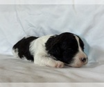 Puppy Moo Moo Maltipoo-Shih-Poo Mix