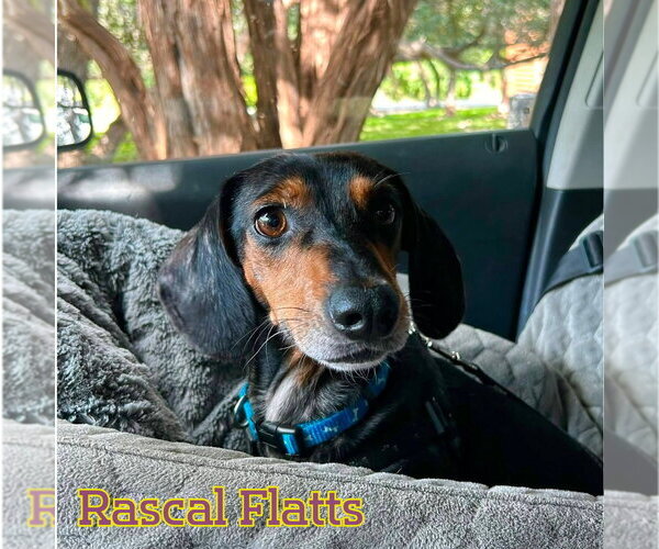 Medium Photo #2 Dachshund Puppy For Sale in San Antonio, TX, USA