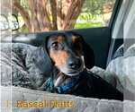Small #1 Dachshund