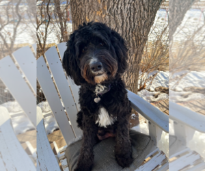 Mother of the Bernedoodle-Poodle (Miniature) Mix puppies born on 08/07/2023