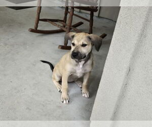 Black Mouth Cur-Unknown Mix Dogs for adoption in The Woodlands, TX, USA