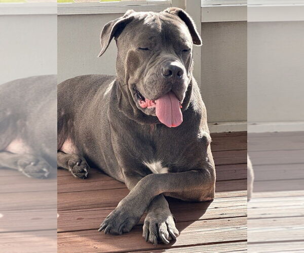 Medium Photo #3 Mutt Puppy For Sale in oakland, FL, USA