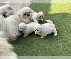 Mother of the Pekingese puppies born on 03/14/2025