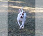 Small #1 Staffordshire Bull Terrier Mix