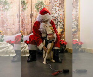 Sky - Female American Staffordshire Terrier-Unknown Mix Dog for Adoption - Photo #3
