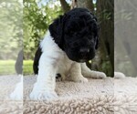 Small Photo #56 Goldendoodle Puppy For Sale in PIERSON, FL, USA