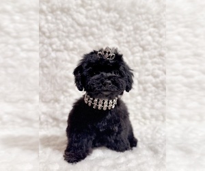 Poodle (Toy) Puppy for sale in REDLANDS, CA, USA
