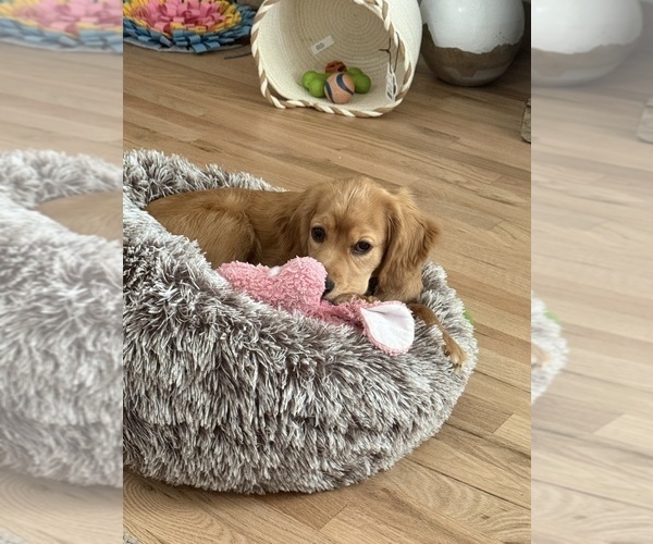 Medium Photo #7 Golden Cavalier Puppy For Sale in TIMNATH, CO, USA