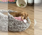 Small #6 Golden Cavalier