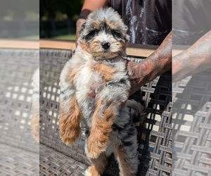 Medium Bernedoodle (Miniature)