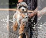 Puppy Jasper Bernedoodle (Miniature)