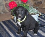 Puppy 5 Labrador Retriever-Unknown Mix