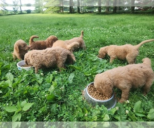 Labradoodle Puppy for Sale in NEW CASTLE, Indiana USA