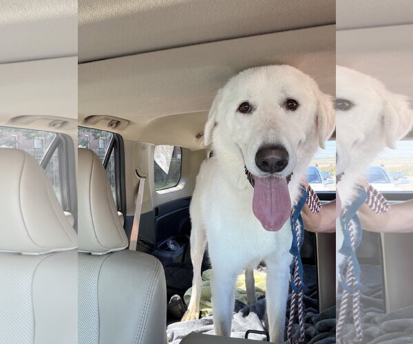 Medium Photo #1 Great Pyrenees-Unknown Mix Puppy For Sale in Dallas, TX, USA