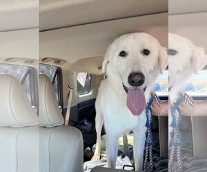 Great Pyrenees-Unknown Mix Dogs for adoption in Dallas, TX, USA