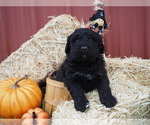 Small Photo #2 Bernedoodle Puppy For Sale in WEST FRIENDSHIP, MD, USA