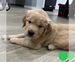 Puppy Green Golden Retriever