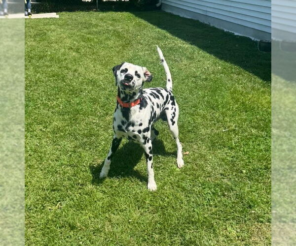 Medium Photo #3 Dalmatian Puppy For Sale in Muskegon, MI, USA