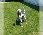 Small #2 Dalmatian