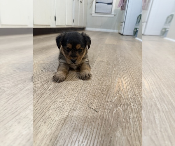 Medium Photo #1 Yorkie-Apso-Yorkshire Terrier Mix Puppy For Sale in PAWTUCKET, RI, USA
