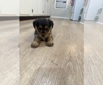 Puppy male - Male Yorkie-Apso-Yorkshire Terrier Mix Puppy for Sale - Small photo