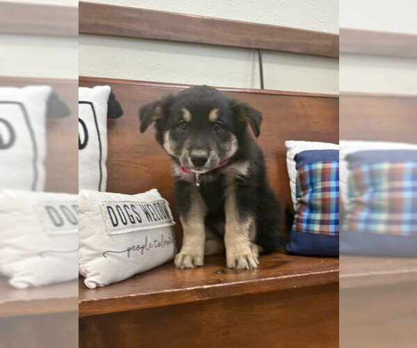 Medium Photo #2 Mutt Puppy For Sale in Webster, WI, USA