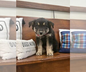 Buffy - Female Mutt Dog for Adoption - Photo #2