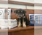 Small Photo #2 Mutt Puppy For Sale in Webster, WI, USA