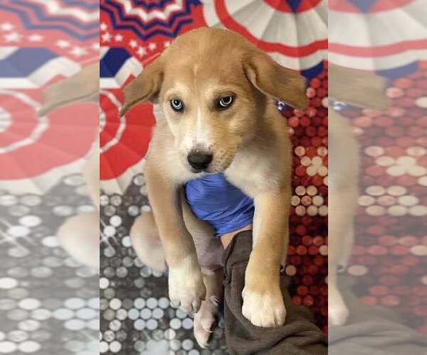 Medium Photo #2 Siberian Husky-Unknown Mix Puppy For Sale in New York, NY, USA