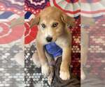 Small #1 Siberian Husky Mix