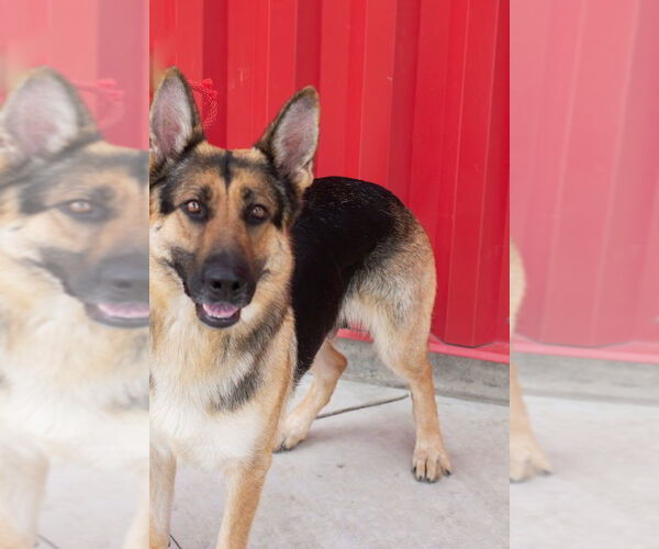 Medium Photo #1 German Shepherd Dog Puppy For Sale in Tracy, CA, USA