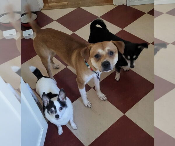 Medium Photo #2 Mutt Puppy For Sale in Bellevue, WA, USA