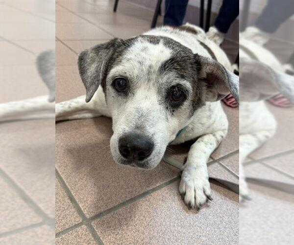 Medium Photo #2 American Staffordshire Terrier-Unknown Mix Puppy For Sale in Naples, FL, USA