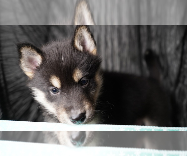 Medium Photo #4 Siberian Husky Puppy For Sale in FORT PLAIN, NY, USA