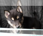 Small Photo #4 Siberian Husky Puppy For Sale in FORT PLAIN, NY, USA