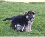 Small Photo #2 German Shepherd Dog Puppy For Sale in MILLERSBURG, OH, USA