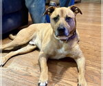 Small #15 Labrador Retriever Mix